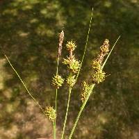 Image of Carex serratodens