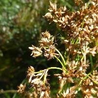 Cladium mariscus subsp. californicum image