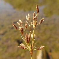 Fimbristylis autumnalis image