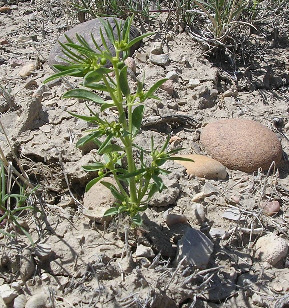Euphorbia nephradenia image