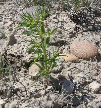 Image of Euphorbia nephradenia