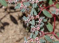 Euphorbia pediculifera image