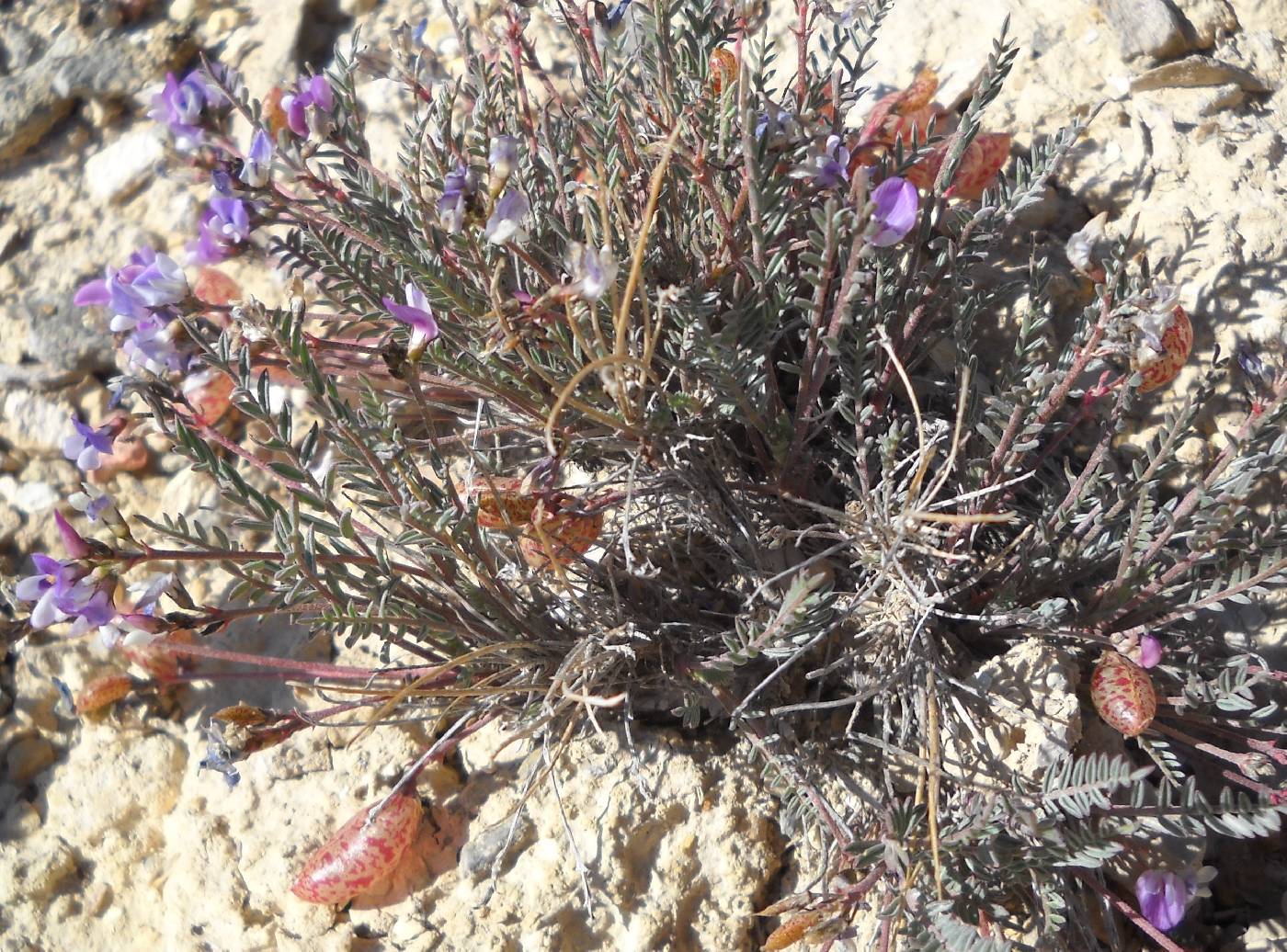 Astragalus jejunus image