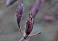 Senna covesii image