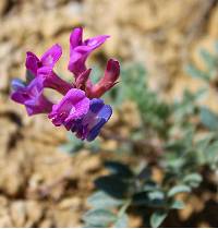 Image of Astragalus feensis