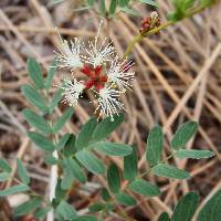 Calliandra humilis image