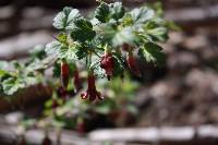 Image of Ribes roezlii
