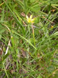 Image of Sisyrinchium elmeri