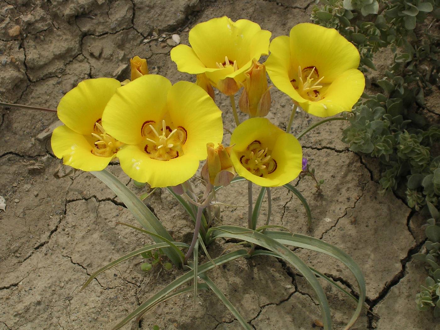 Liliaceae image