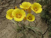 Image of Calochortus aureus