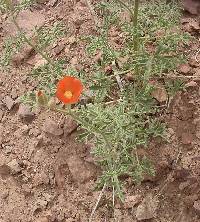 Image of Sphaeralcea fumariensis