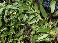 Cocculus diversifolius image