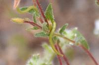 Camissoniopsis micrantha image