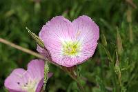 Oenothera speciosa image