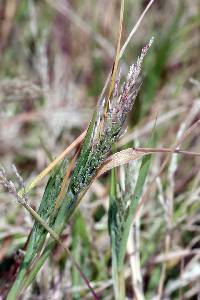 Leptochloa viscida image