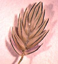 Image of Eragrostis superba