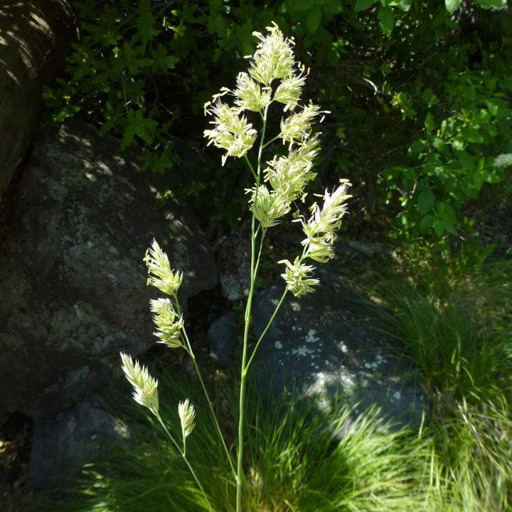 Poaceae image