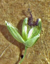 Panicum bulbosum image