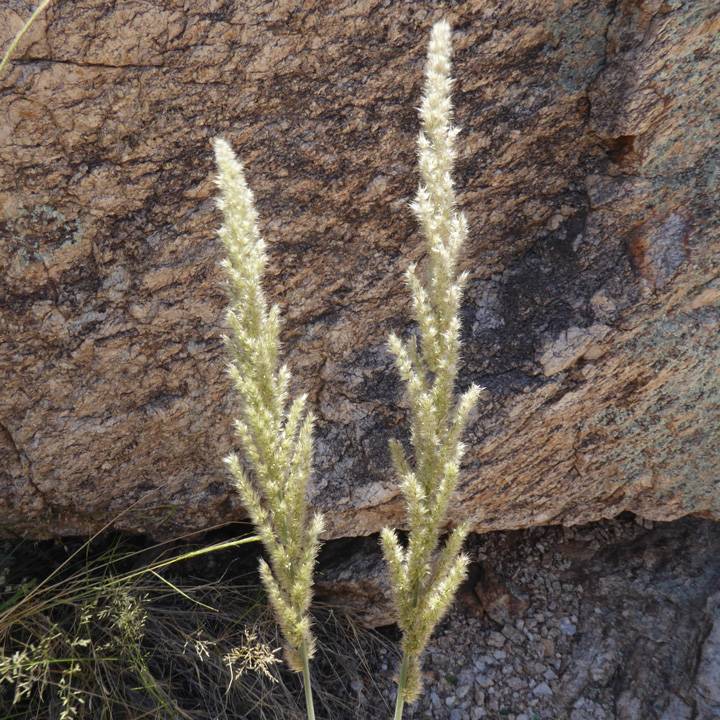 Poaceae image