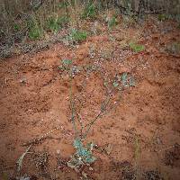 Eriogonum davidsonii image