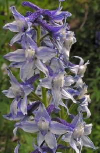 Image of Delphinium robustum