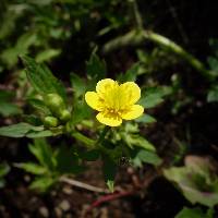 Image of Ranunculus macounii