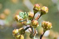 Ceanothus greggii image