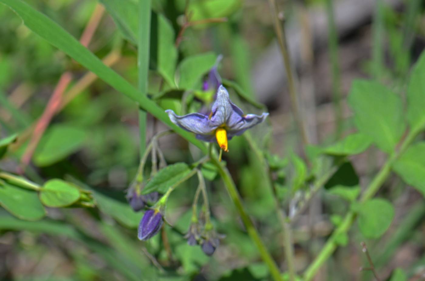 Solanum diversifolium subsp. diversifolium image