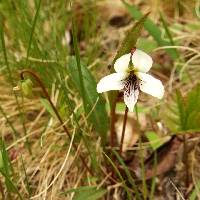 Viola lanceolata image