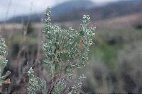 Artemisia tridentata image