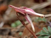 Dicentra uniflora image