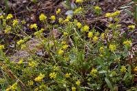 Image of Sanicula tuberosa