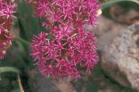 Image of Allium platycaule