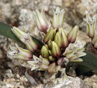 Image of Allium parvum