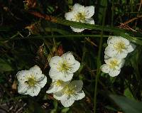 Image of Parnassia californica
