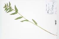 Image of Epilobium pygmaeum