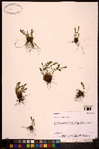 Image of Woodsia ilvensis