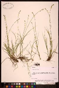 Image of Carex loliacea