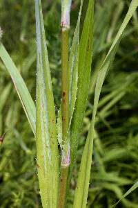 Eryngium yuccifolium image