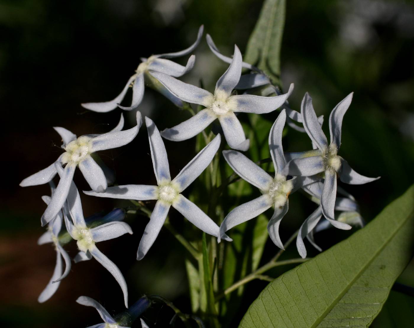 Amsonia illustris image