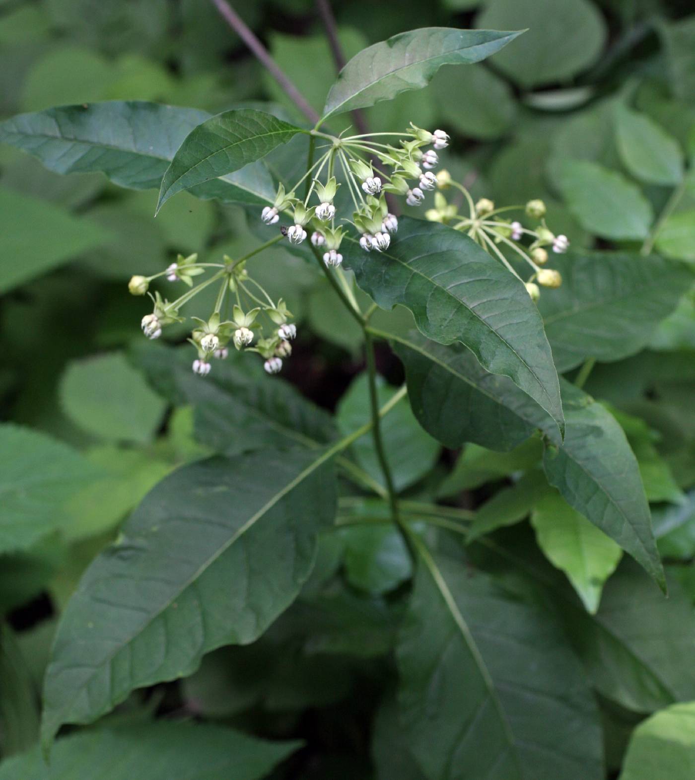 Asclepias ovalifolia image