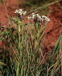 Image of Asclepias pumila