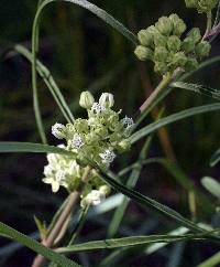 Image of Asclepias stenophylla