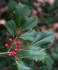 Image of Ilex opaca