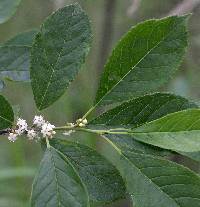 Ilex verticillata image