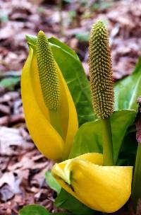 Image of Lysichiton americanus