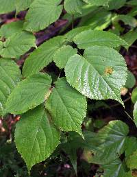 Aralia racemosa image