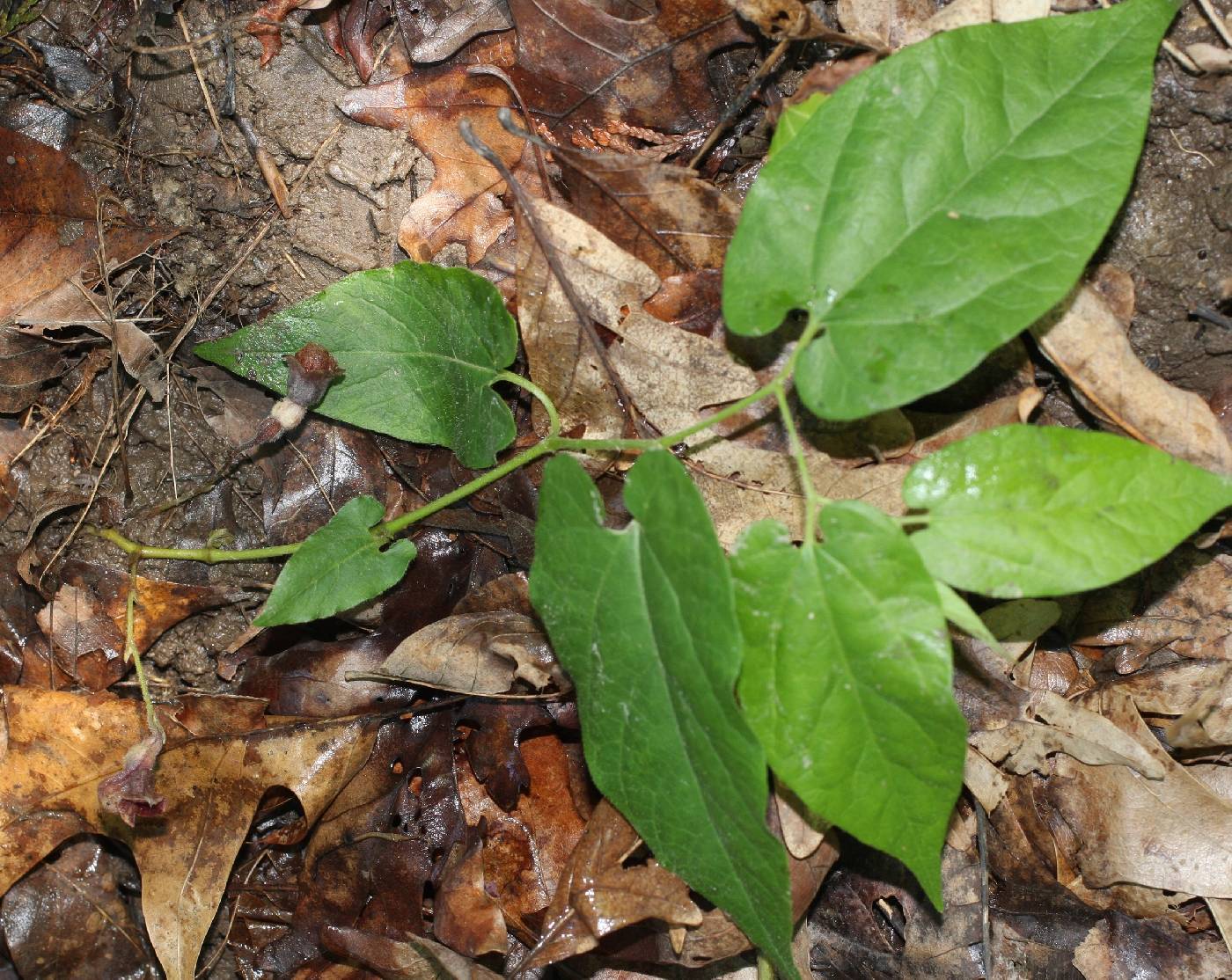 Aristolochia serpentaria image