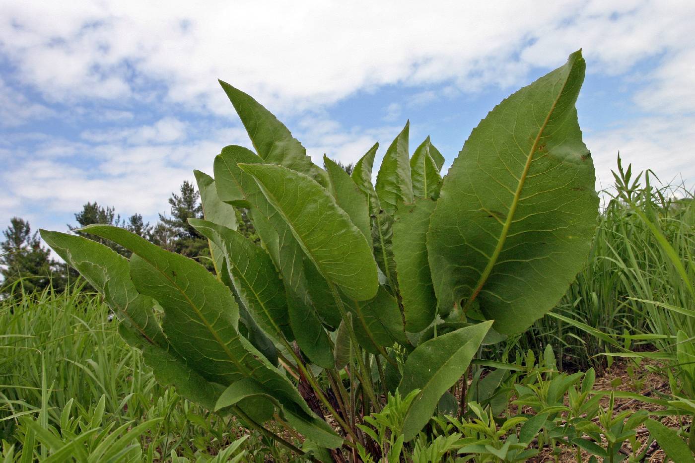 Silphium terebinthinaceum image