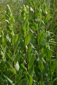 Solidago rigida image